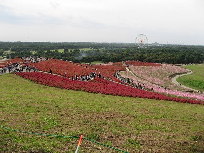 国営ひたち海浜公園
