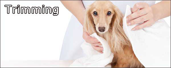 DogRan & DogCafe 檸