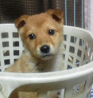 ペットシッターコロちゃんち