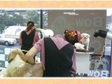 Bow Wow CLUB