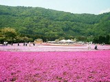 富士芝桜まつり
