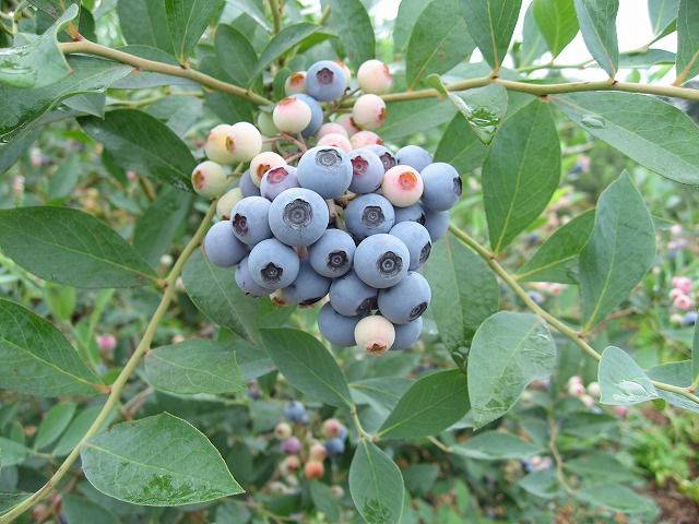 ファーム てんとうむし