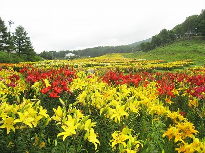 富士見高原ゆりの里