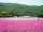 富士芝桜まつり