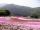 富士芝桜まつり