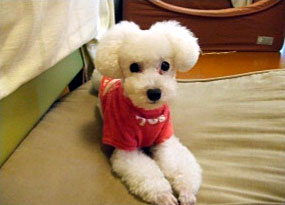 ペットシッターPoPo