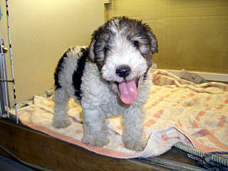 ペットショップビレッジ／（株）クラフトマン