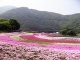 富士芝桜まつり